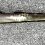 Preowned, Good Condition, Stevens Model 200 Bolt-Action Rifle, .243 Win., 22″ Barrel, Camo Synthetic Stock, Scope Mounts: Sold Sold Firearms